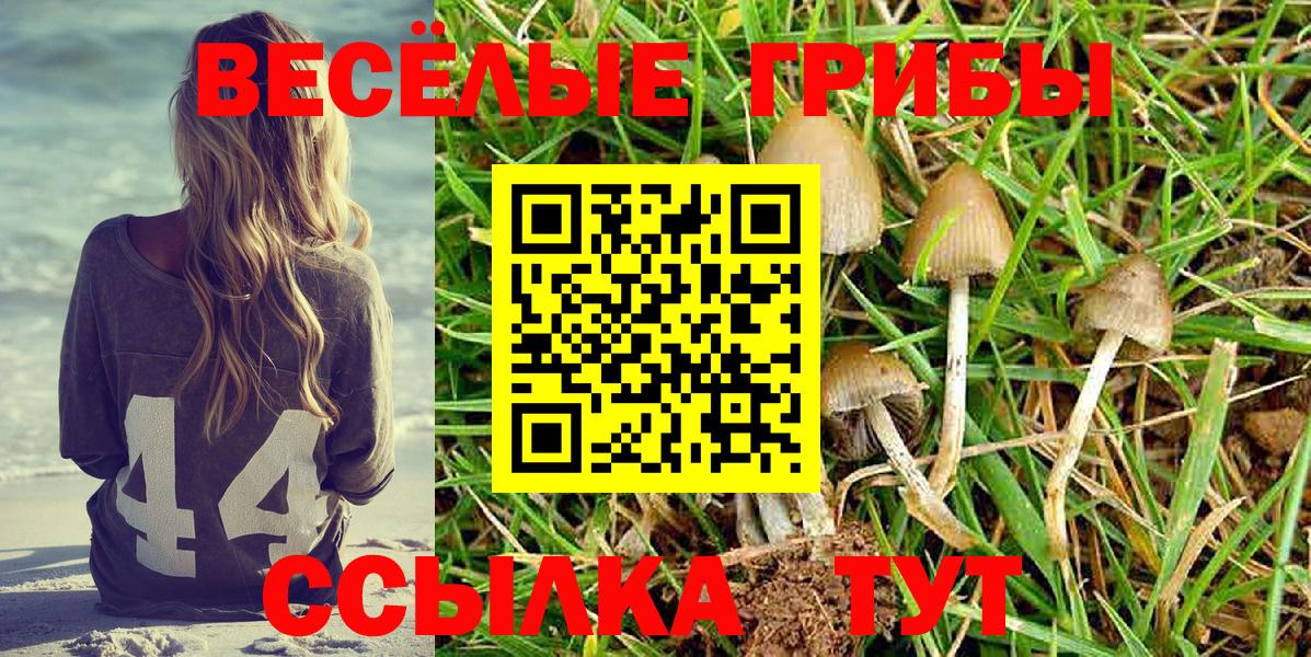 Галлюциногенные грибы Psilocybine cubensis Славгород